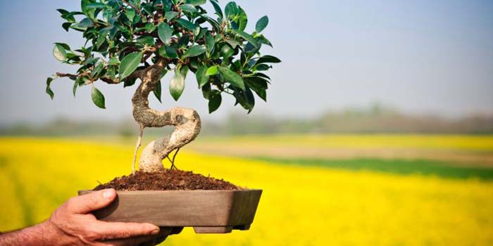 El arte de cuidar bonsáis