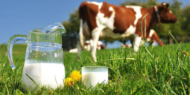 La leche a debate. ¿Hay algún motivo para decir que es mala para la salud?