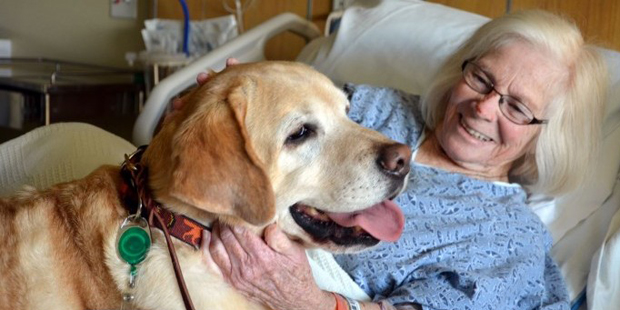 Los perros como terapia complementaria a la medicina